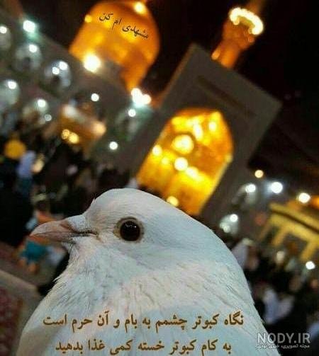  عکس حرم امام رضا با کبوتر