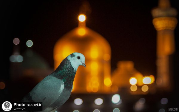  عکس حرم امام رضا با کبوتر