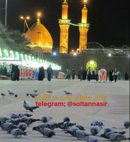  عکس کبوتر حرم امام حسین
