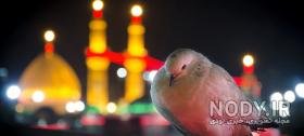  عکس کبوتر حرم امام حسین
