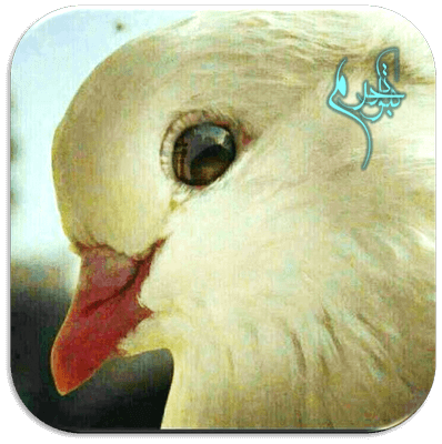 عکس حرم امام رضا با کبوتر برای پروفایل واتساپ