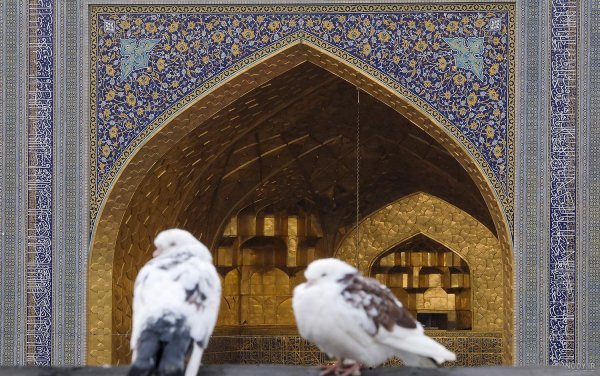 عکس حرم امام رضا با کبوتر برای پروفایل واتساپ