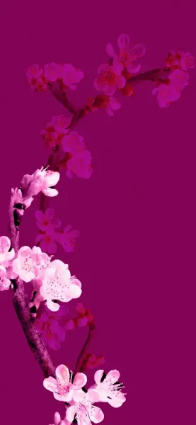  عکس سفید فانتزی