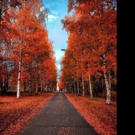  254 عکس پاییزی غمگین