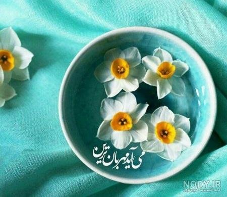  عکس جمکران و گل نرگس