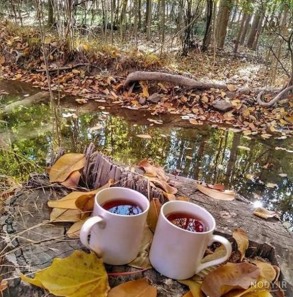  عکس چای دونفره عاشقانه