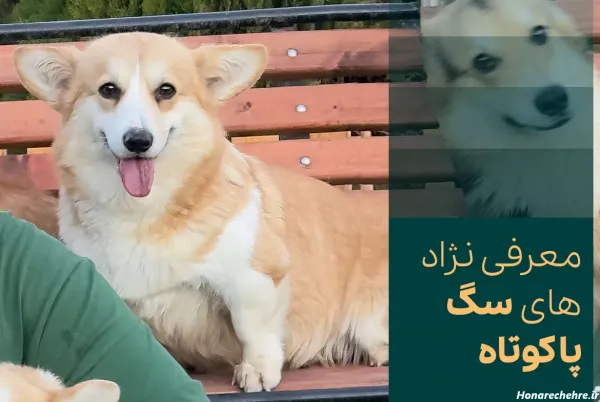  عکس سگ پاکوتاه ایرانی