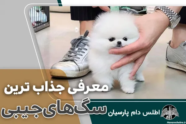  عکس سگ پاکوتاه ایرانی