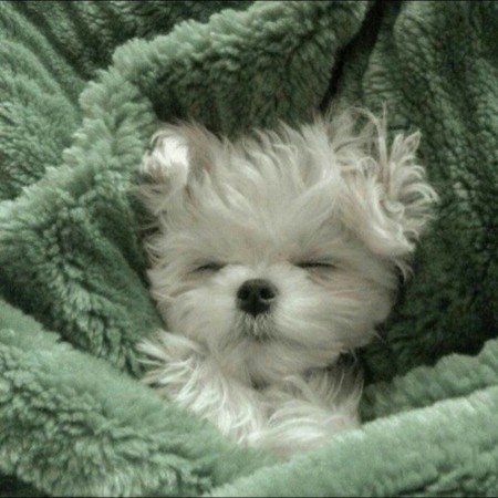  عکس سگهای زیبای خانگی