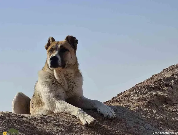 عکس سگ وحشی