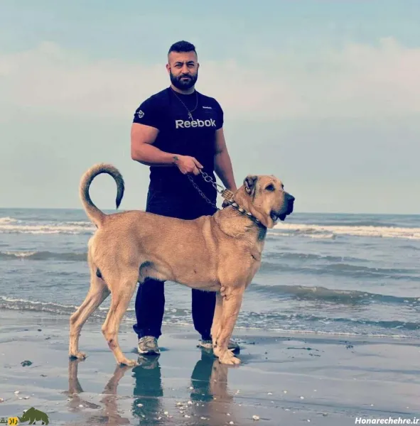  عکس سگ وحشی