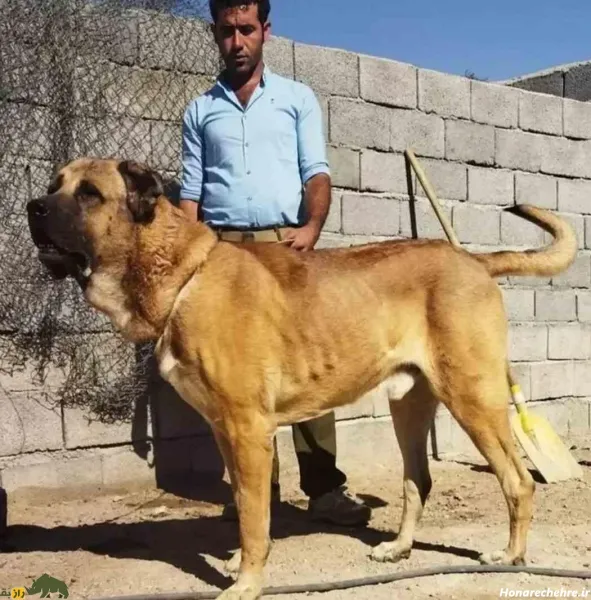 عکس سگ وحشی
