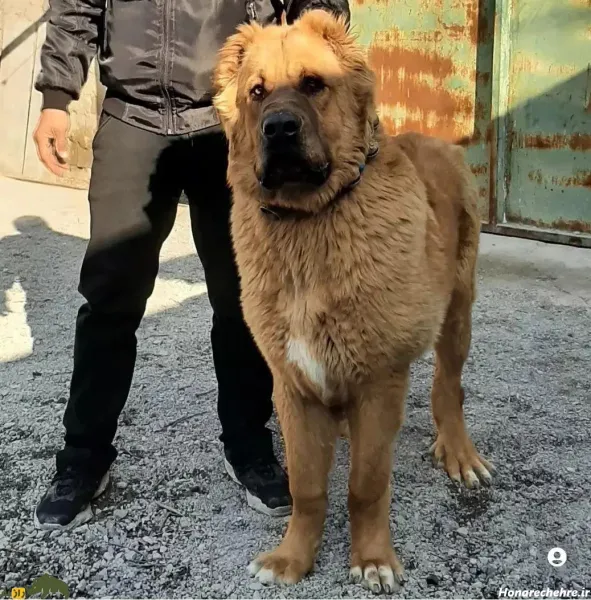  عکس سگ وحشی