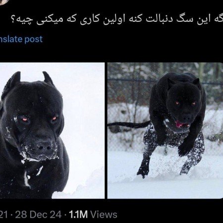  عکس سگ پشمالو برای پروفایل