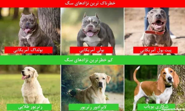  عکس پروفایل سگ وحشی