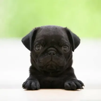  عکس توله سگ سیاه