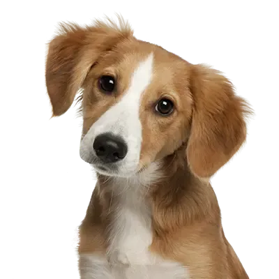  عکس توله سگ سیاه