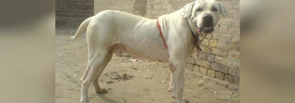  عکس سگ سیاه ترسناک
