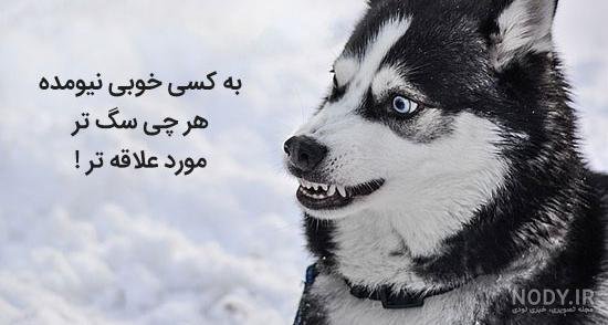  عکس دختر با سگ پاکوتاه