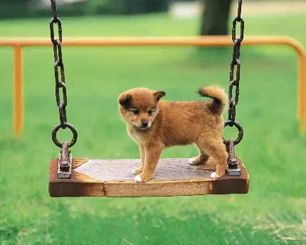  عکس بامزه از سگ ها