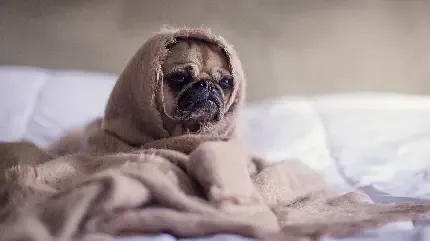  عکس بامزه از سگ ها