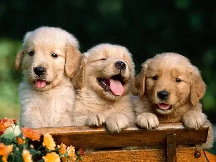  عکس بامزه از سگ ها