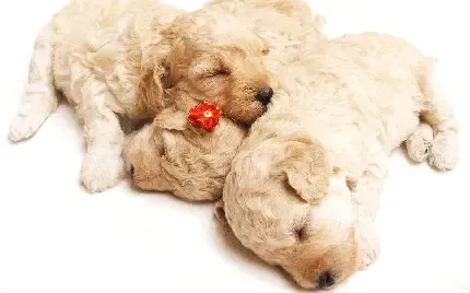  عکس بامزه از سگ ها