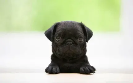  عکس بامزه از سگ ها