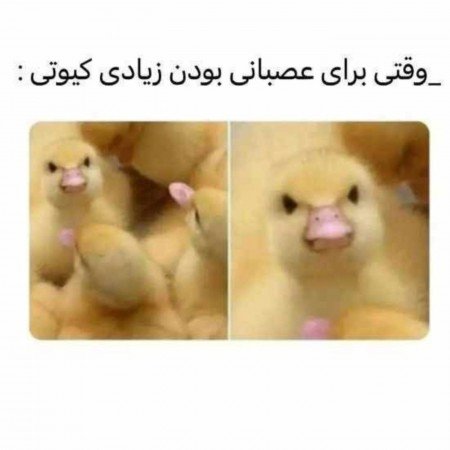  200 عکس سگ