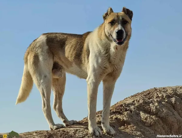  عکس سگ بزرگ