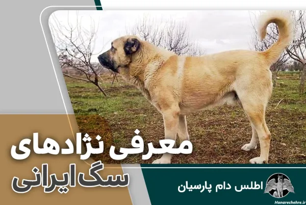  عکس سگ بزرگ