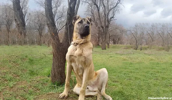  عکس سگ بزرگ