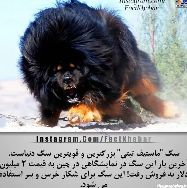  عکس سگ وحشی ترسناک بزرگ