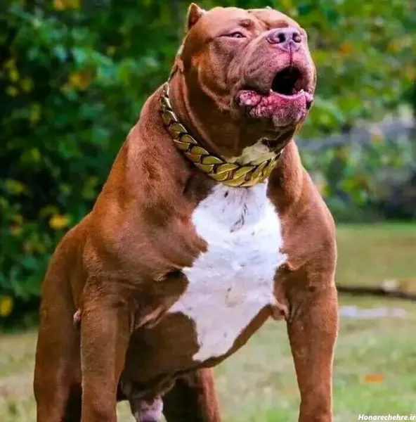  عکس وحشی ترین سگ دنیا