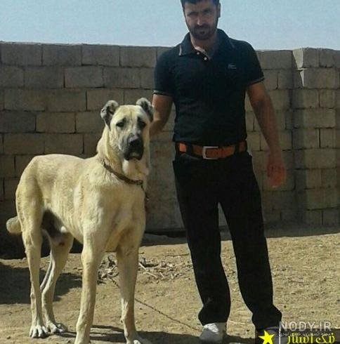 عکس سگ وحشی ایران