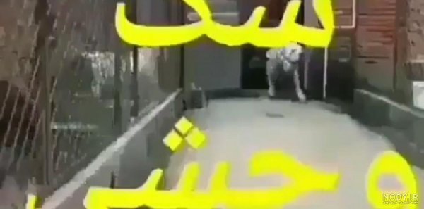  عکس سگ وحشی ایران