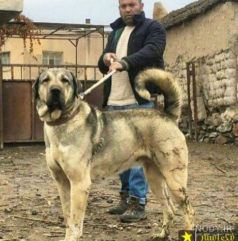  عکس سگ وحشی ایران