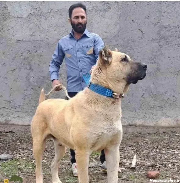  عکس قوی ترین سگ ایران