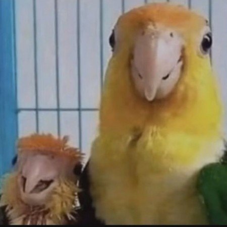  عکس سگ فانتزی واقعی