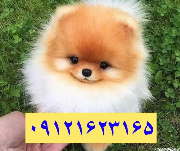  44 عکس سگ رنگی