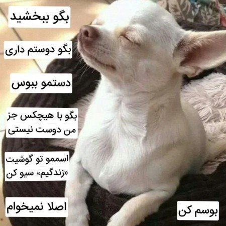  عکس های دوستانه