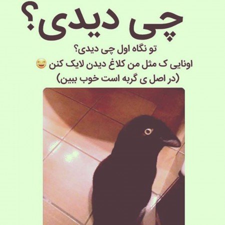 عکس های سرگرمی