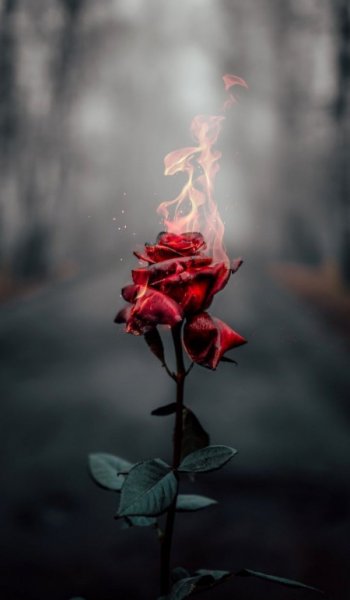  عکس اتش