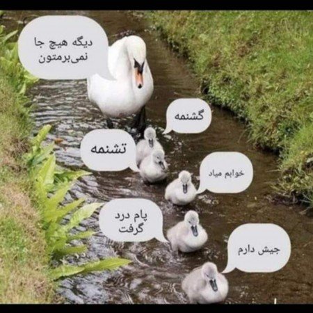  عکس های بامزه