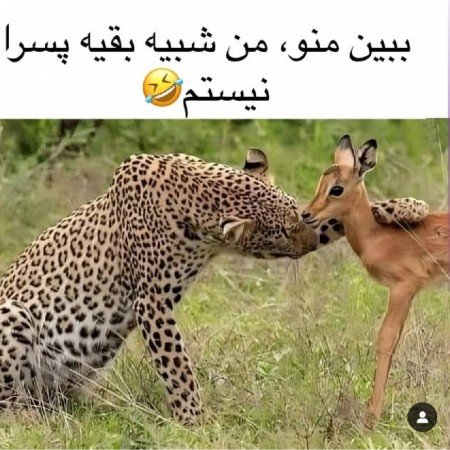  عکس های طنز