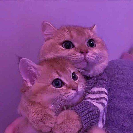  عکس های عاشقانه کیوتی