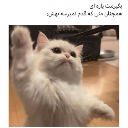  ایده عکس کاپلی بدون چهره