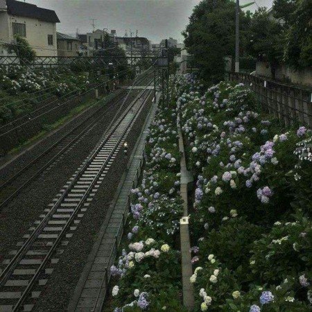  عکس های مغز
