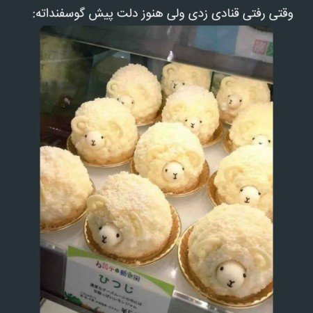  عکس های غذا