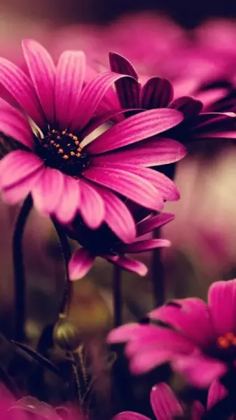  تصویر زمینه گوشی سامسونگ a12